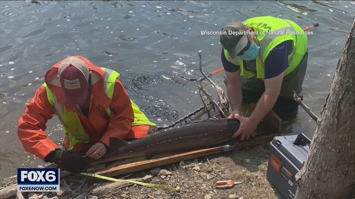 DNR: 'Illegal to target' sturgeon repopulating Milwaukee River